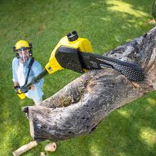 Best Hedge Trimming  in Great Falls, SC