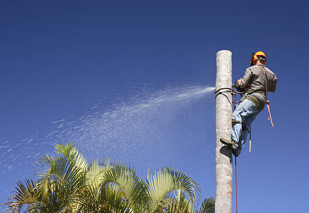 How Our Tree Care Process Works  in  Great Falls, SC