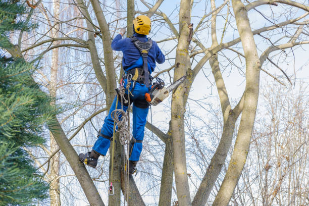 Mulching Services in Great Falls, SC