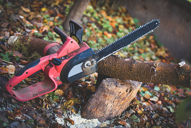 Best Tree Risk Assessment  in Great Falls, SC